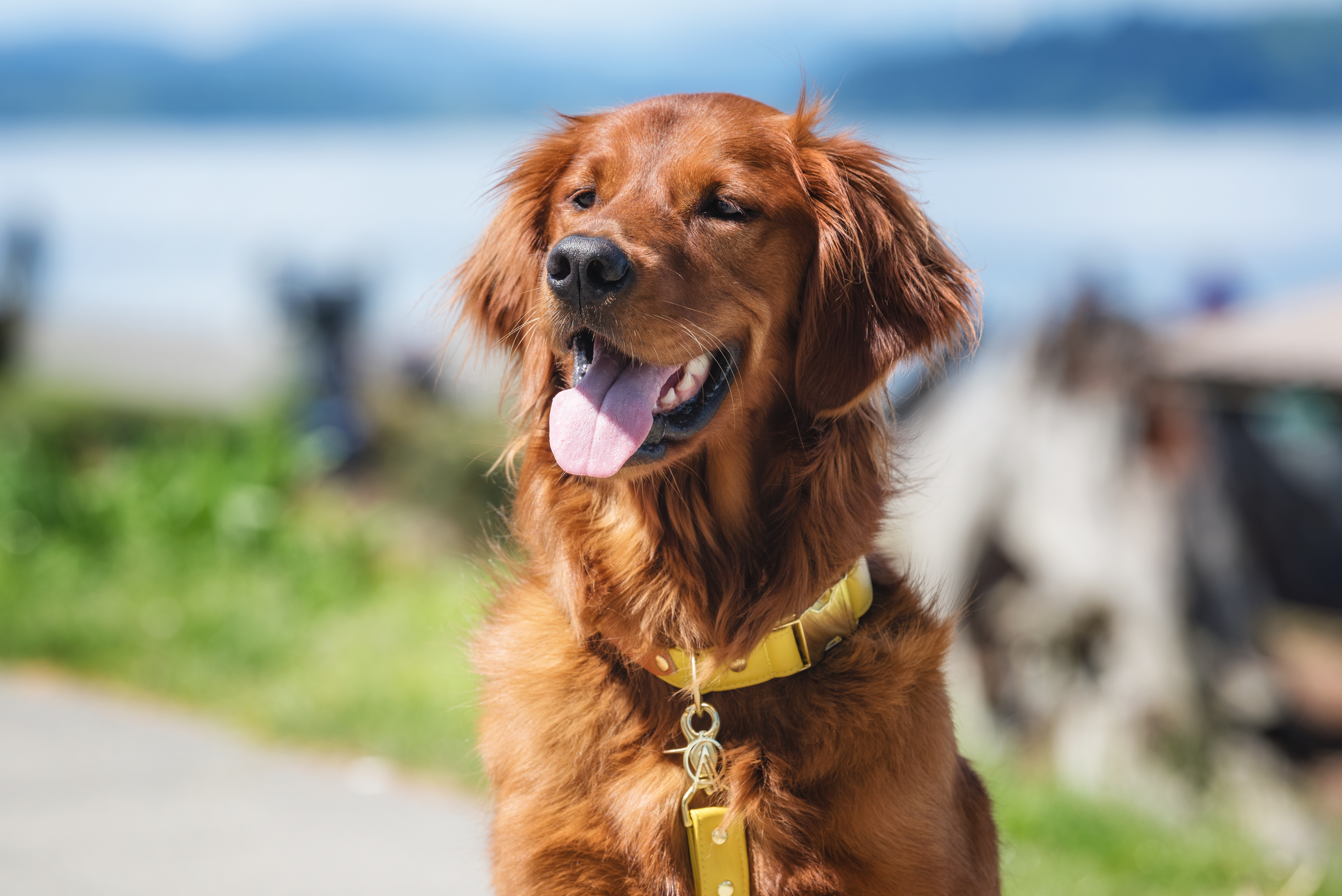 dog