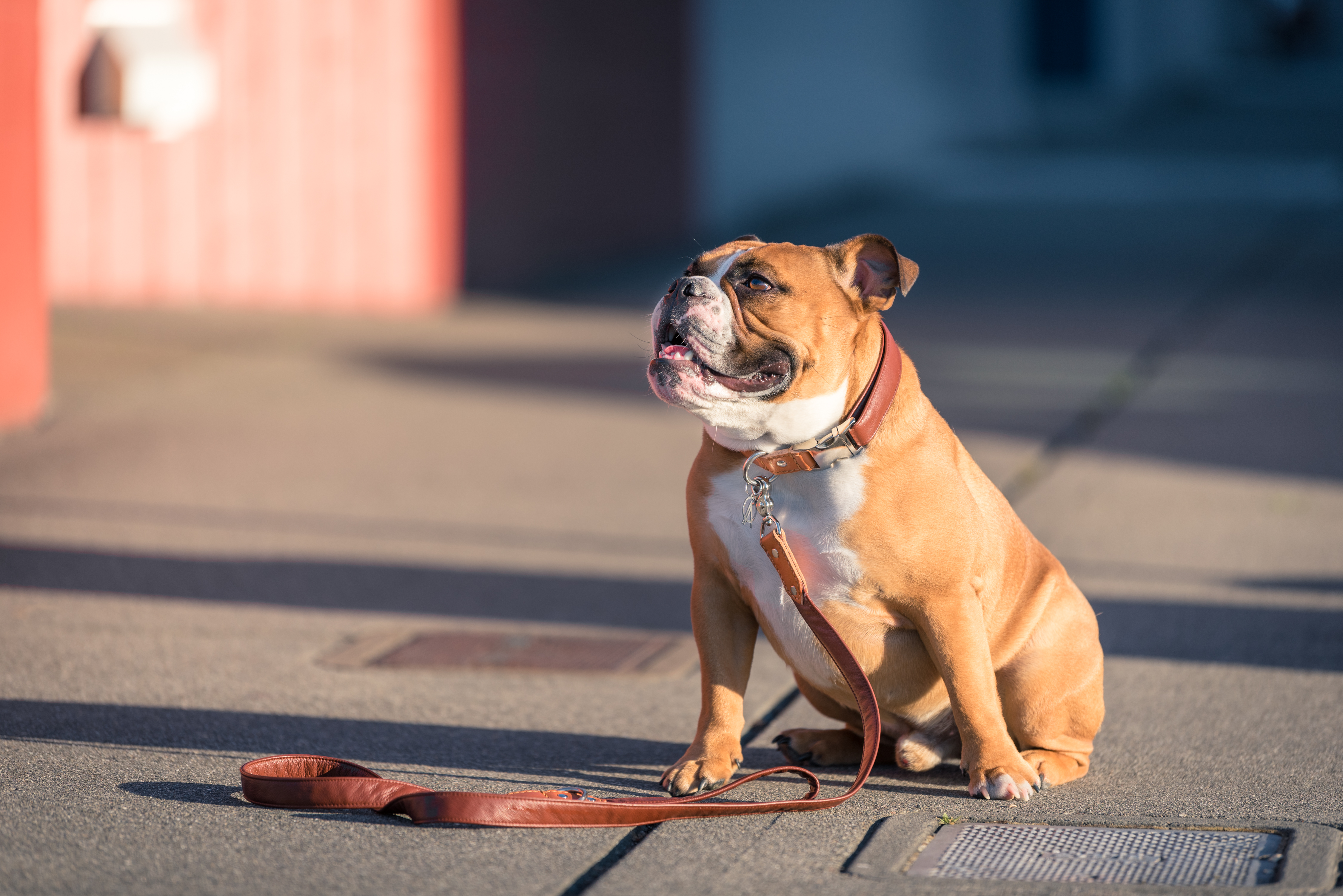 dog