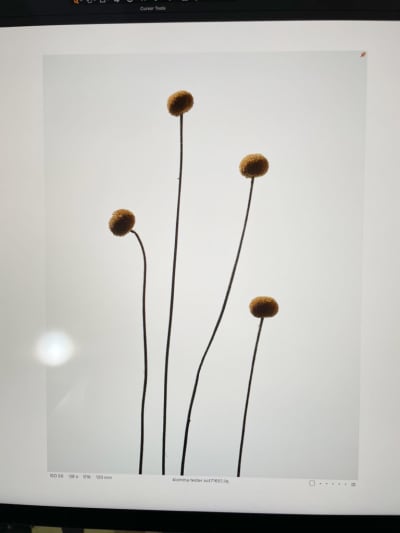 Craspedias - © Olle Bengtsson