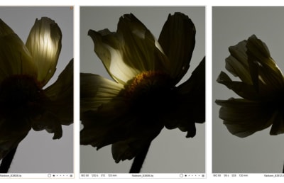 Flower experiment - © Olle Bengtsson