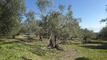 10 smakfulle måter å bruke Iliada olivenolje