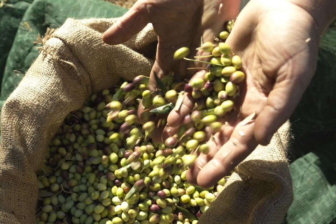 Se hele sortimentet greske olivenprodukter