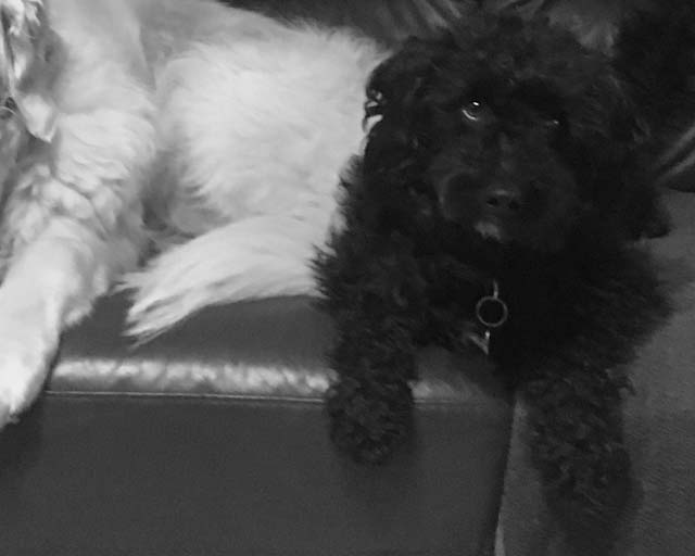 ludo team mascot ludo team mascot