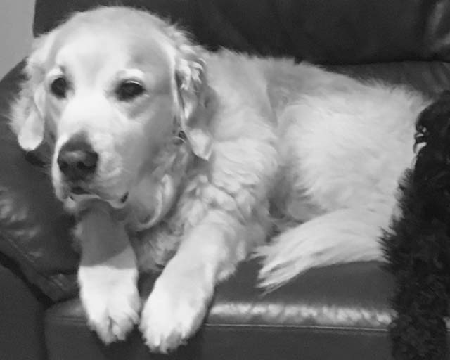 alfie team mascot alfie team mascot