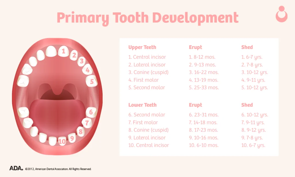 graphics_-_teeth-1024x614.webp