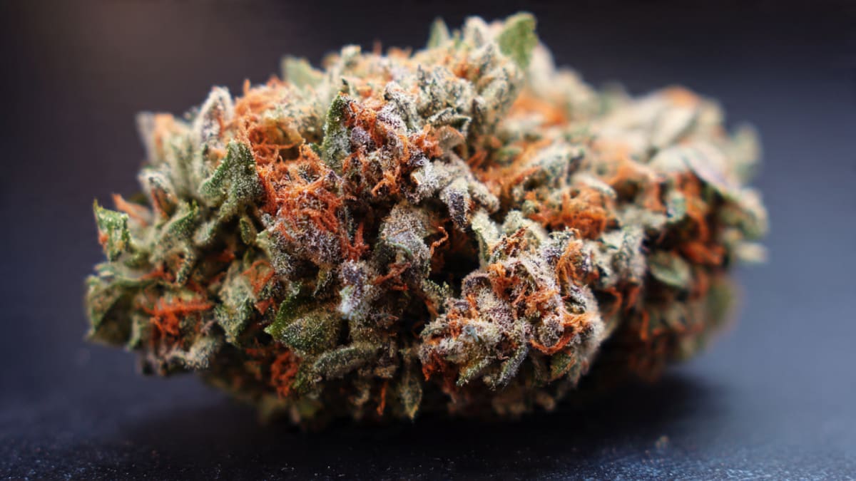 Is Guava Tangie Strain DC the Best Hybrid for Creativity?
