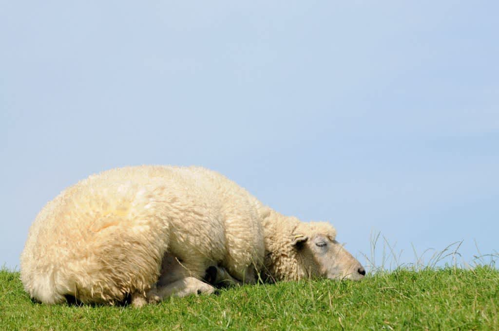 How Do Animals Sleep? - The Sleep Doctor How Do Animals Sleep? - The Sleep Doctor