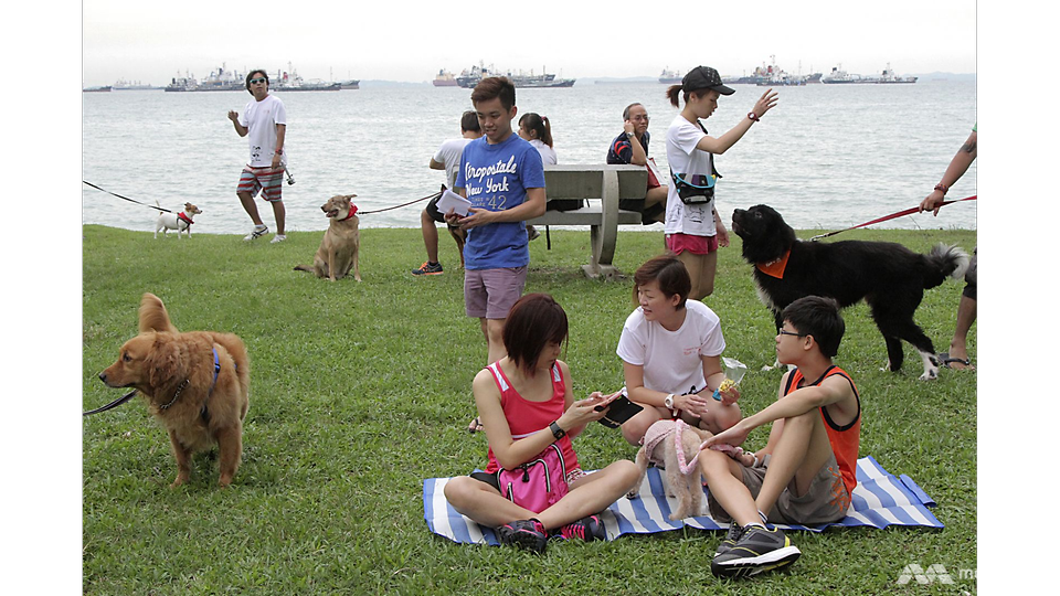 New animal welfare code for dog trainers prioritises positive reinforcement, less aversive methods