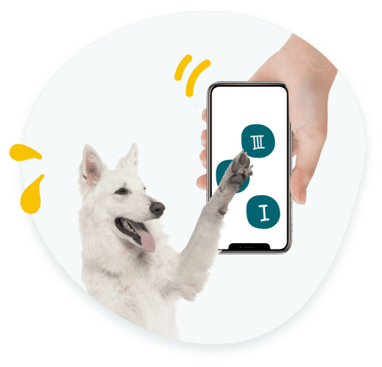 choose a pet insurance plan for your dog on the phone