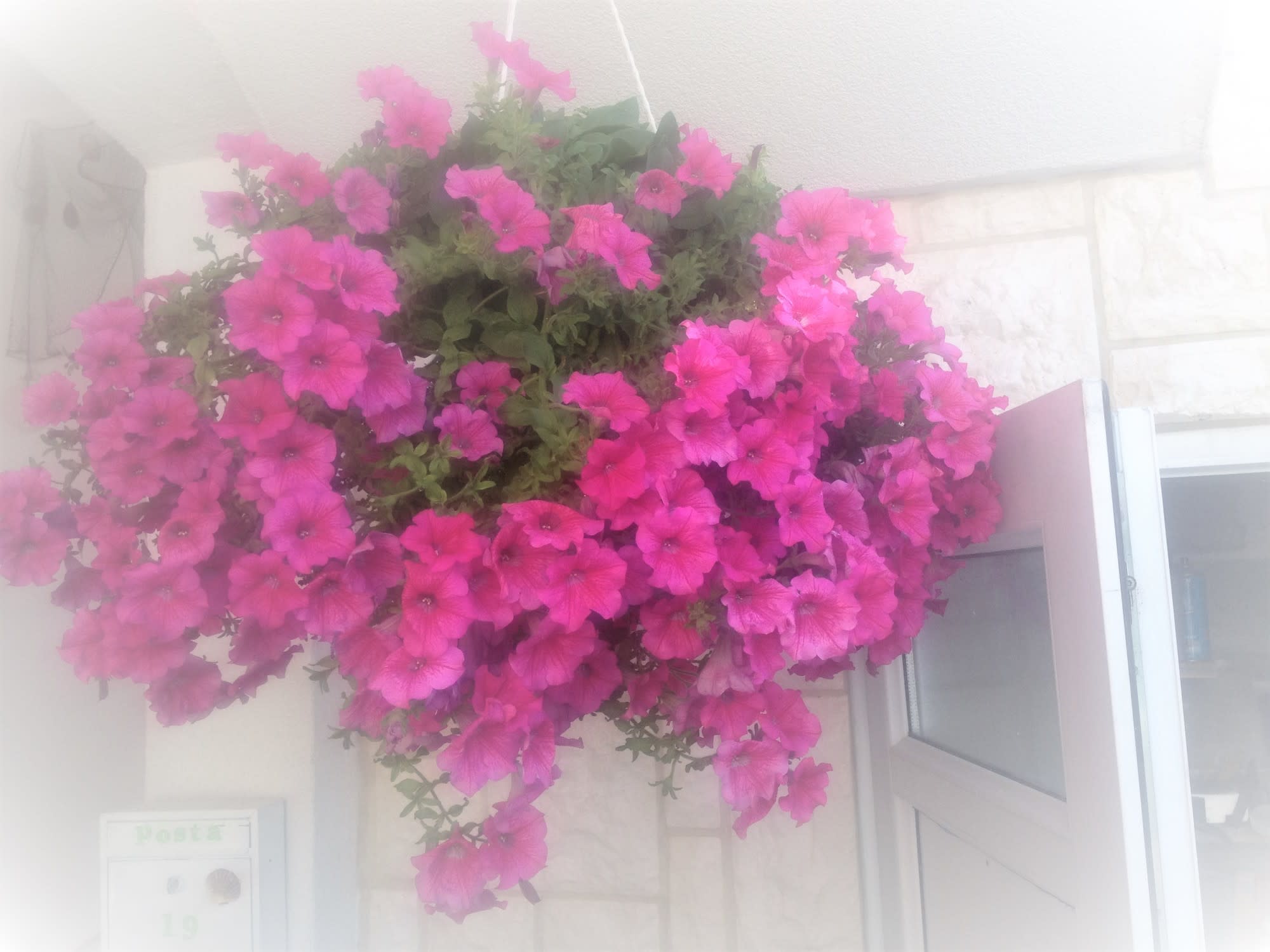 Apartments Alma Holiday Vir, croatia