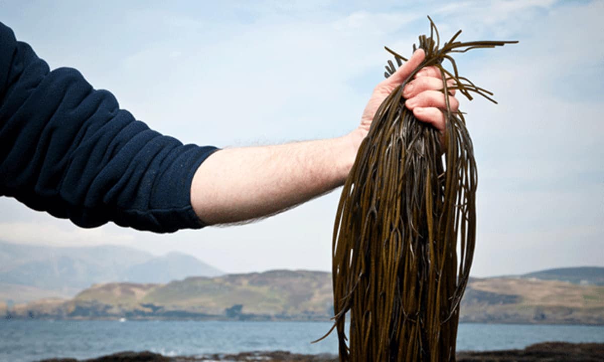 Урожай моря. Урожай моря. Урожай моря. Поле кукурузы. Ферма по выращиванию морских огурцов.