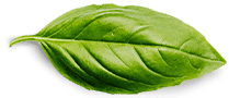 Contact 1 basil leaf 4204db0d8