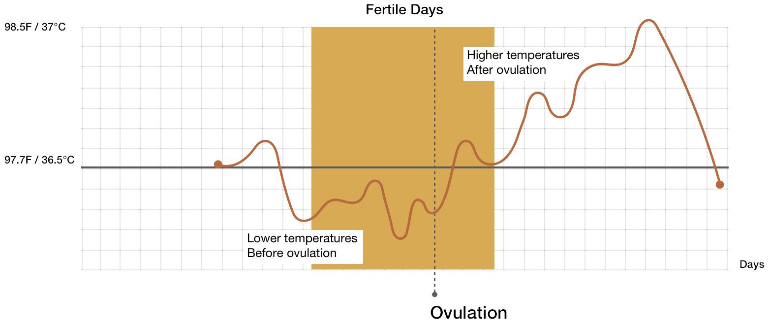 Basal Body Temperature (BBT): How to Track Ovulation