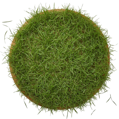 Gras