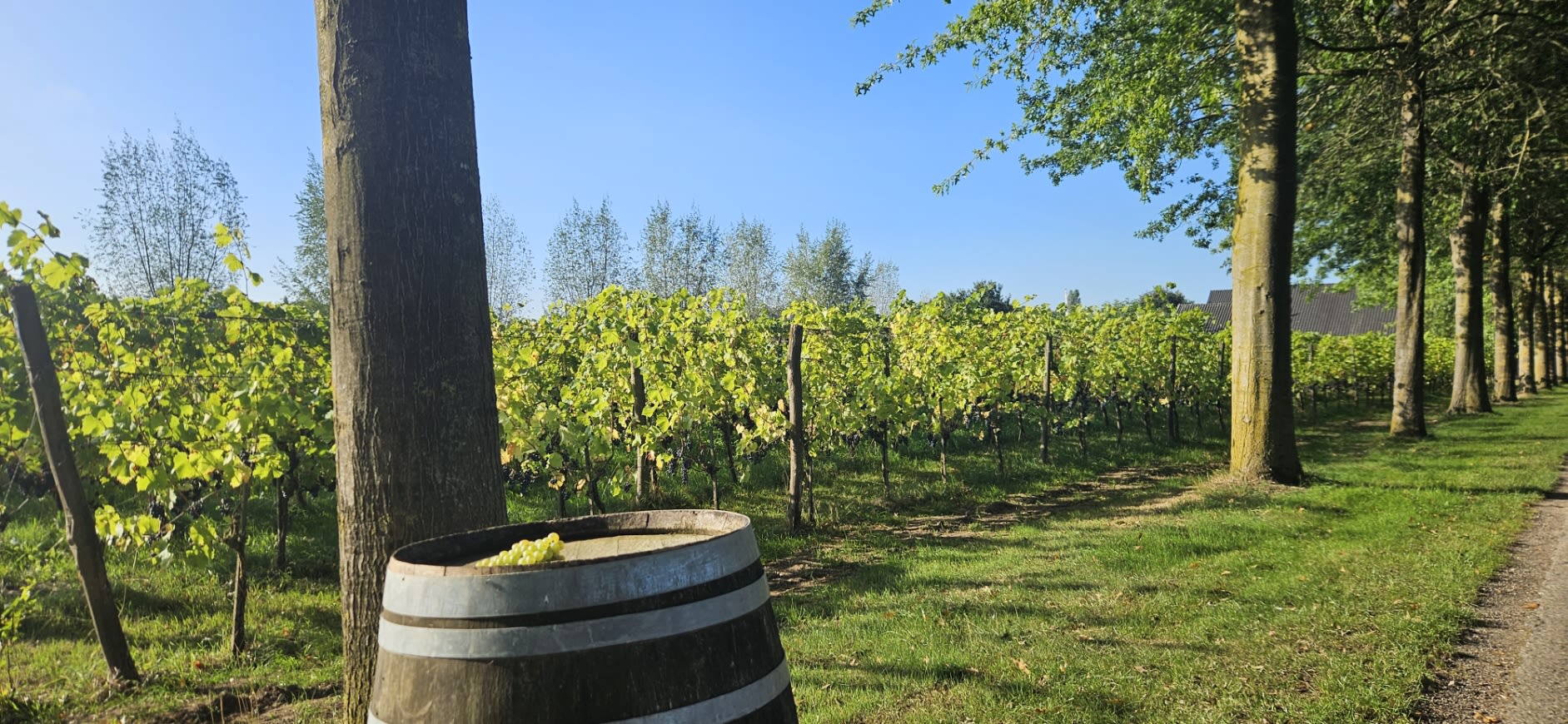 Reife blaue Trauben an den Stöcken im Weinberg von Wijngoed Montferland
