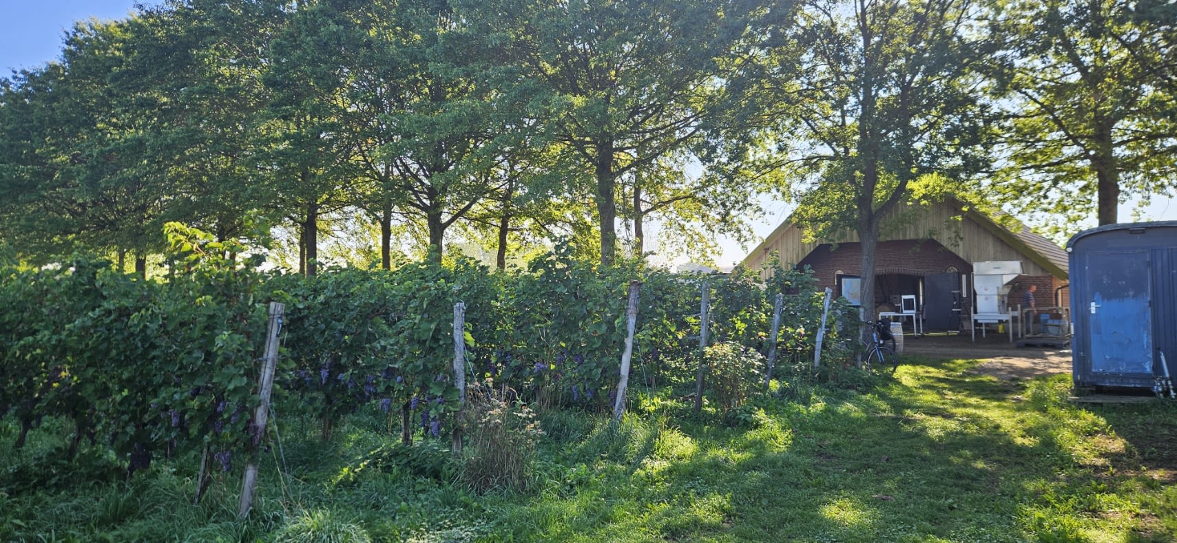 Kwaliteitswijn van Achterhoekse bodem: Wijngoed Montferland sluit zich aan bij OnlyWines