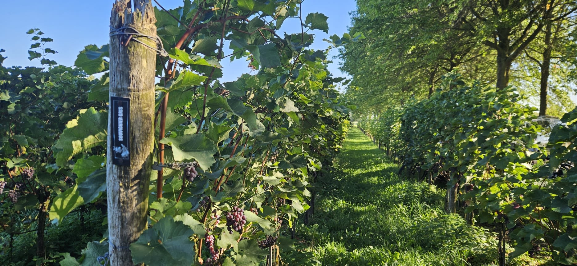 Manuelle Traubenernte im Weinberg von Wijngoed Montferland