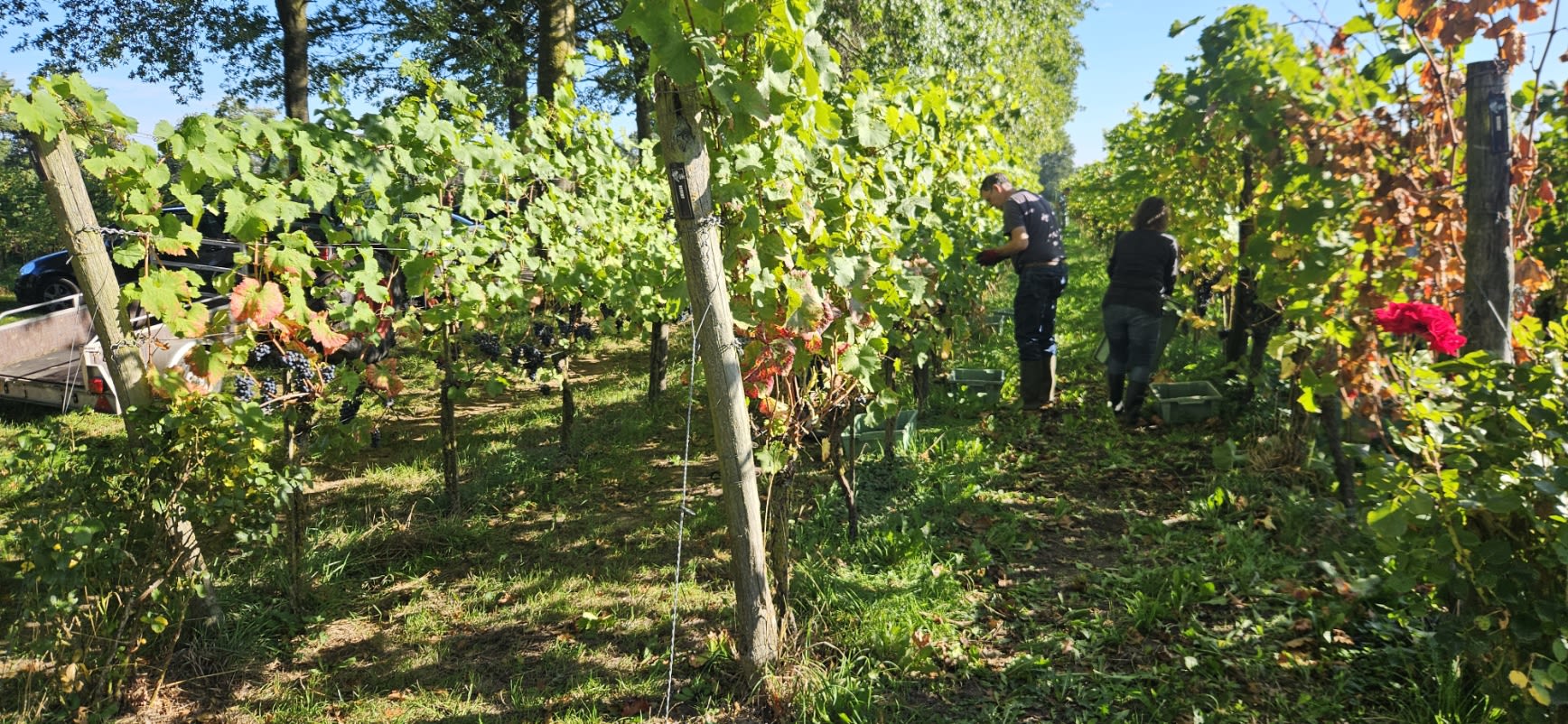 Weinberg und Weinhaus von Wijngoed Montferland
