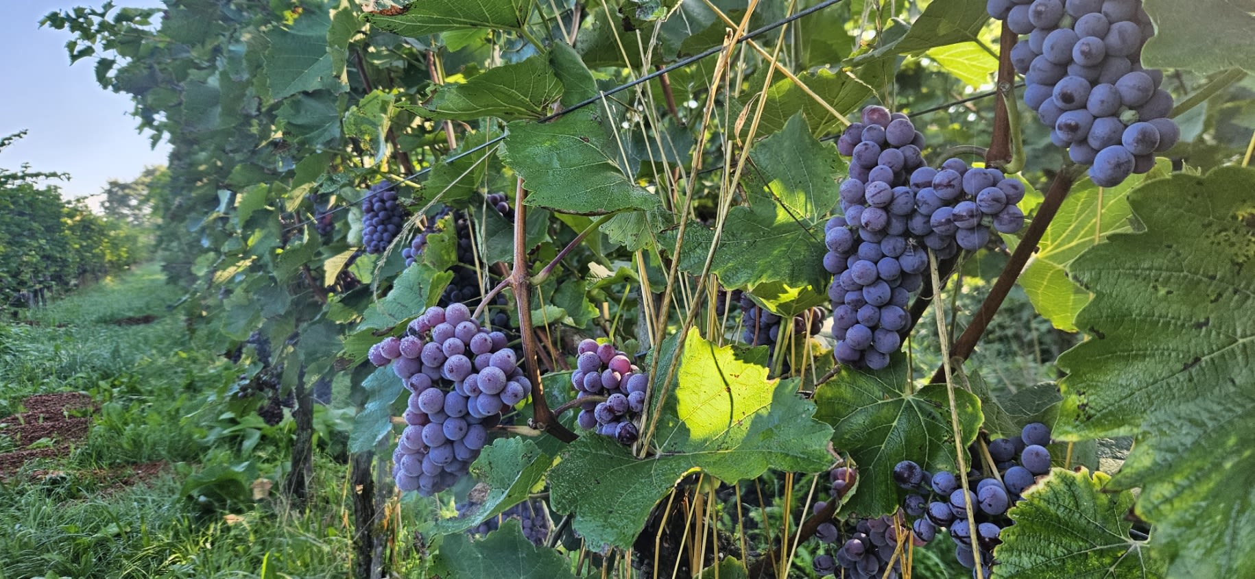 Rebzeilen im Achterhoeker Weinberg von Wijngoed Montferland