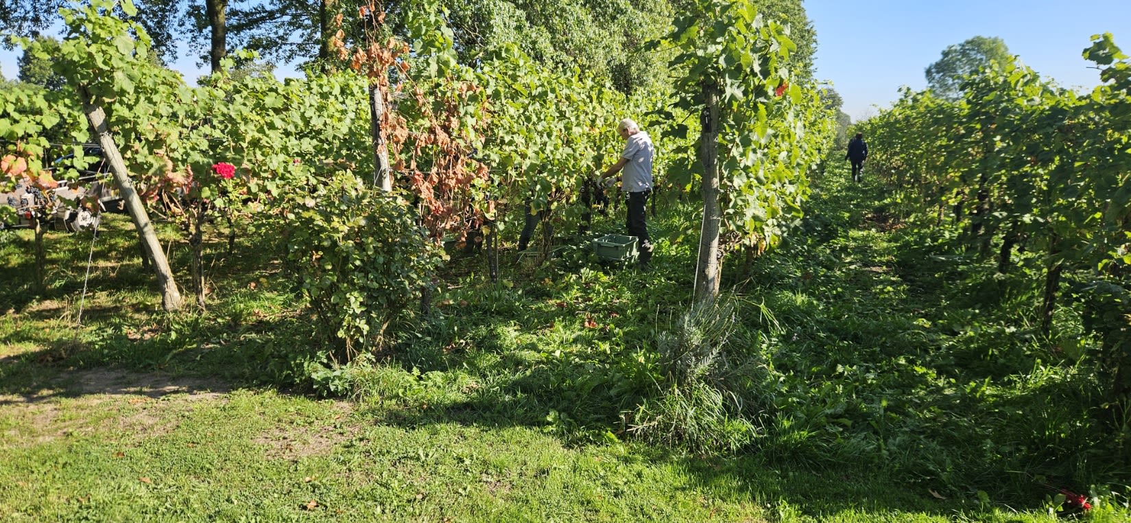 Weine von Wijngoed Montferland, darunter Wals und Kasteel Huis Bergh