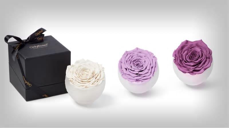 Infinite Rose Blanc - Luxury Long Lasting Roses - OnlyRoses