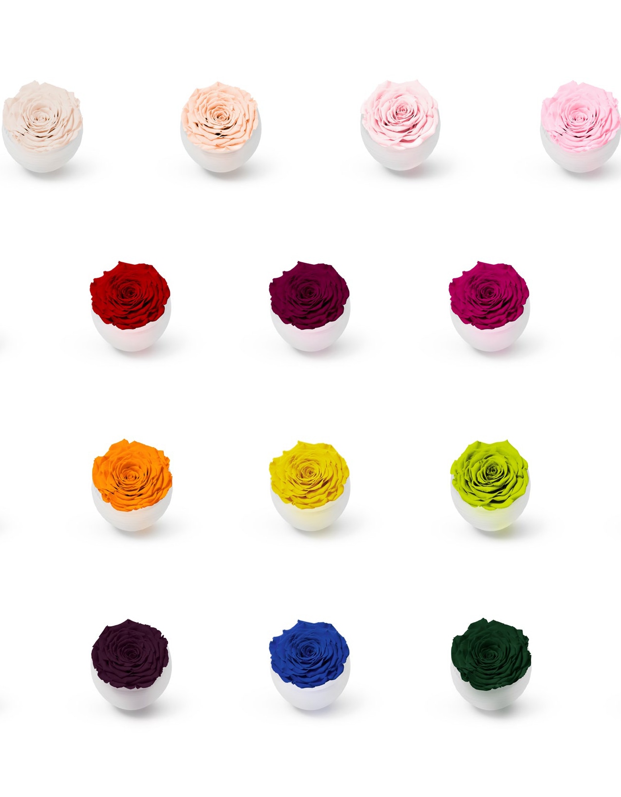 Infinite Rose Colour Options