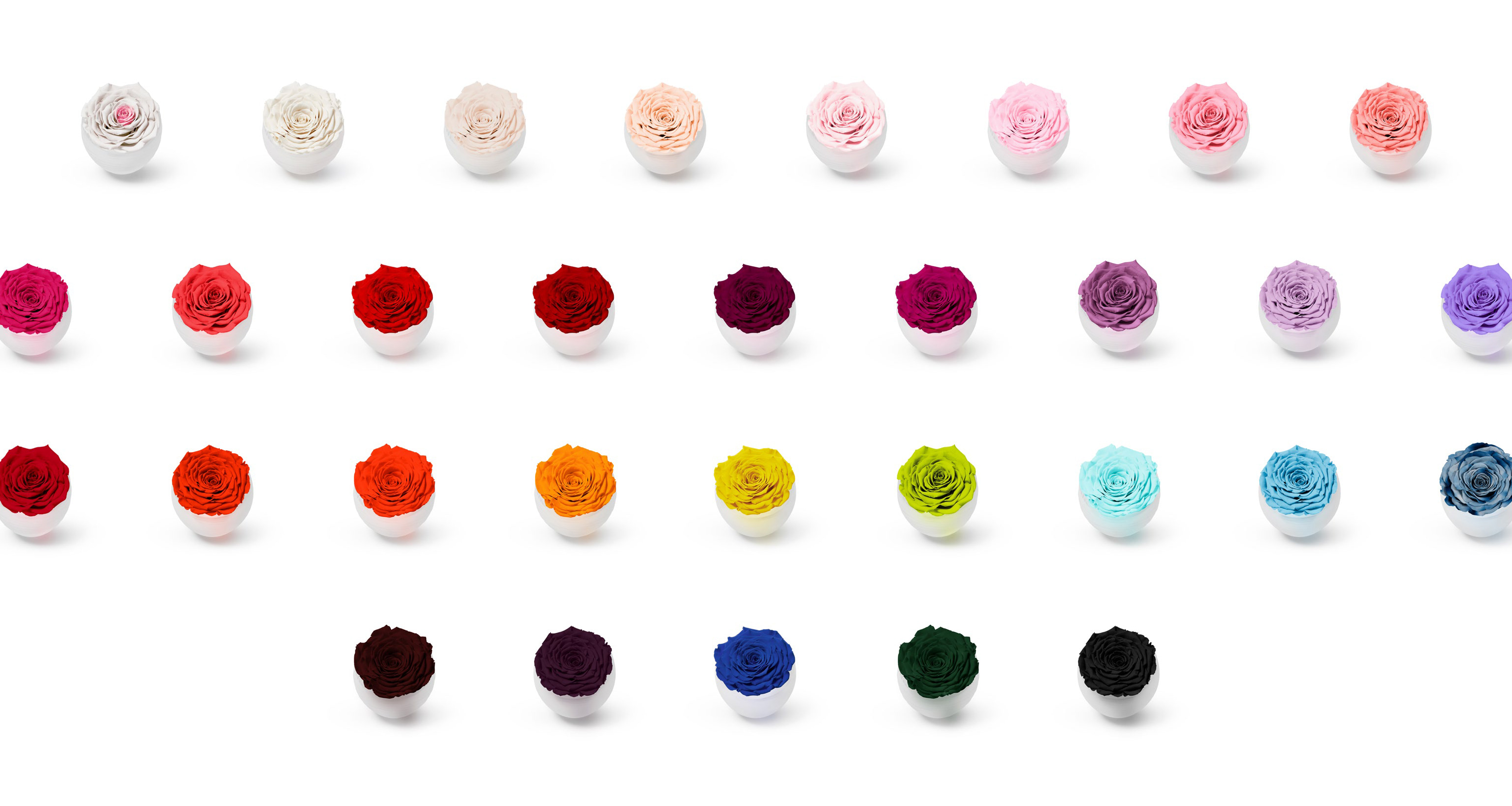 Infinite Rose Colour Options