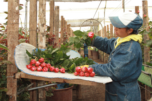 Ethical Sourcing