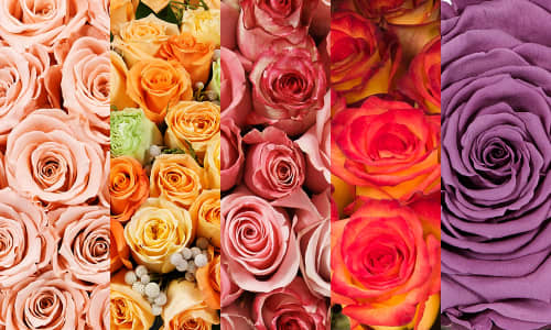 Autumn dreams are made of these... Our top 5 picks for the season!