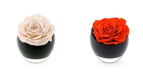 The InfiniteRose Roses for Hotels 2
