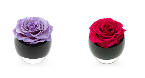 The InfiniteRose Roses for Hotels 3