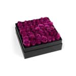 Blueberry Classic Rose Plaza