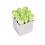 Green Classic Rose Silver Cube