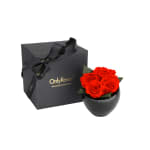 Deep Orange Infinite Rose Quartet