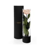 Champagne Infinite Rose Ebony