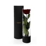 Dark Chocolate Infinite Rose Ebony