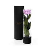 Lavender Infinite Rose Ebony