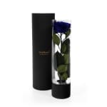 Royal Blue Infinite Rose Ebony