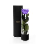 Violet Infinite Rose Ebony