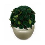 Emerald Green Infinite Rose Sienna