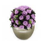 Lavender Infinite Rose Sienna