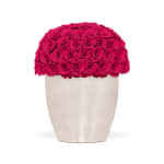 Rhubarb Infinite Rose Uptown