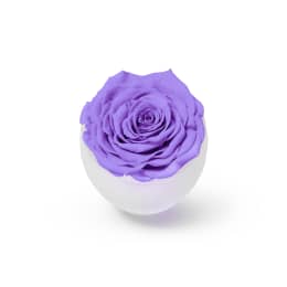 Infinite Rose Blanc (Black Friday Special)