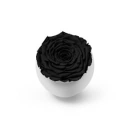 Infinite Rose Blanc (Black Friday Special)