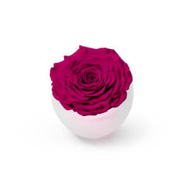 Infinite Rose Blanc (Black Friday Special)