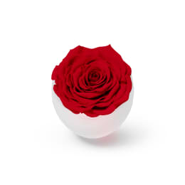 Infinite Rose Blanc (Black Friday Special)