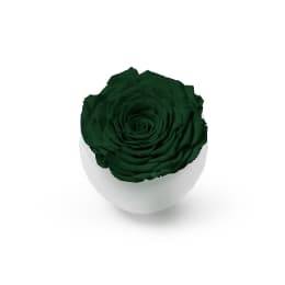 Infinite Rose Blanc (Black Friday Special)