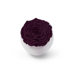 Infinite Rose Blanc (Black Friday Special)