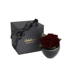 Infinite Rose Quartet