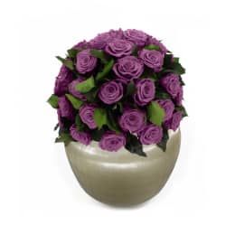 Infinite Rose Sienna